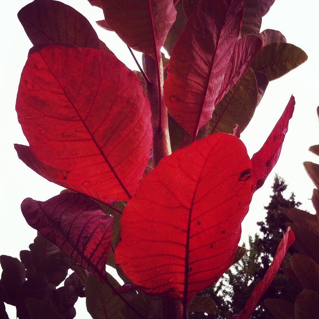 WBC-Instagram-2-automne-feuilles-11