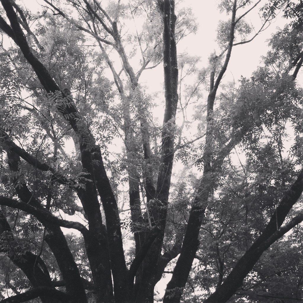 WBC-Instagram-3-arbre