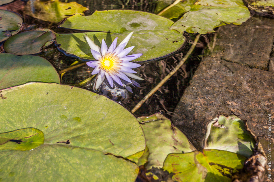 Fleur de Lotus 