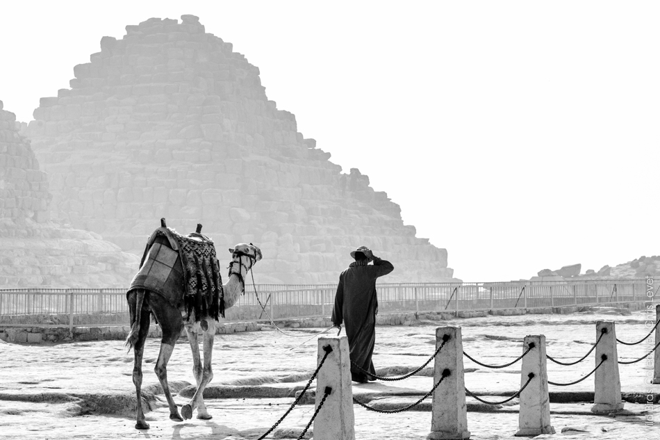 Dromadaire aux pyramides de Gizeh