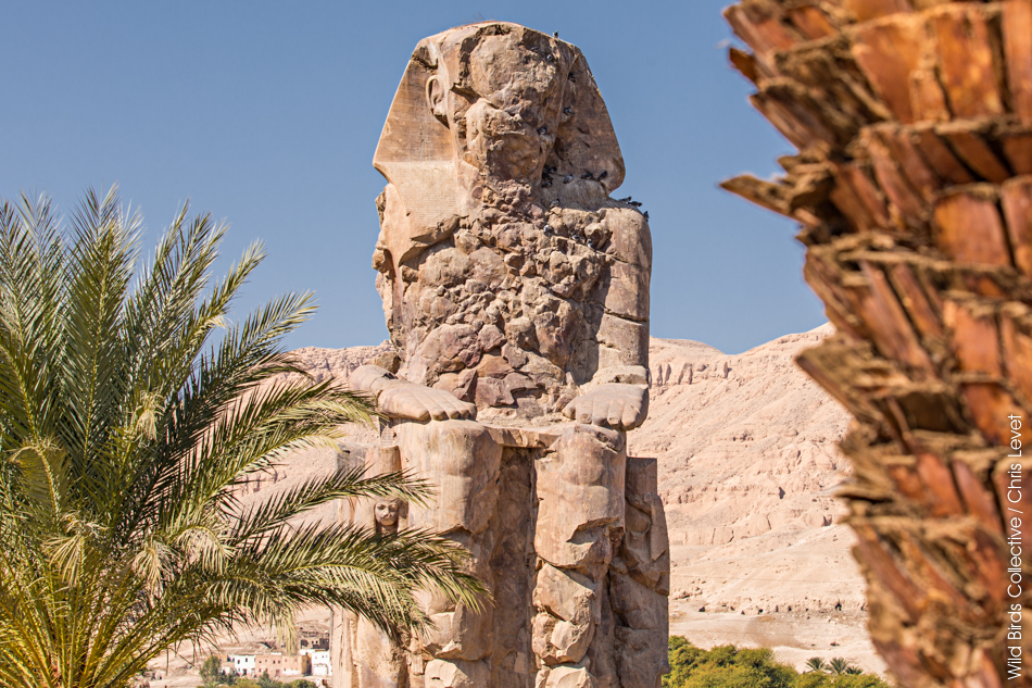Colosses de Memnon Egypte