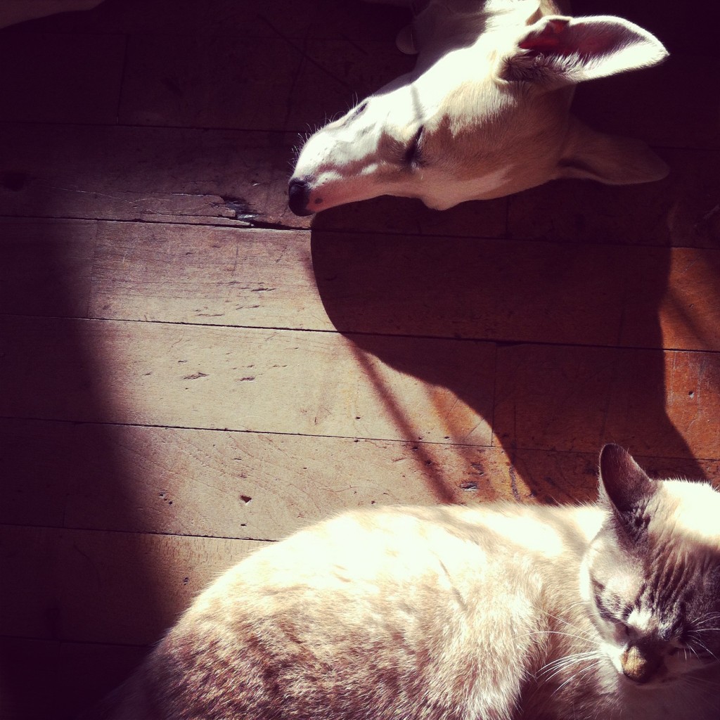 Lévrier Galgo et chat