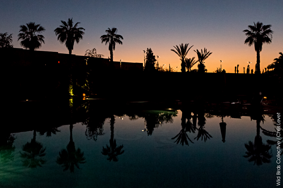 Piscine du Palms plaza Hôtel à Marrakech