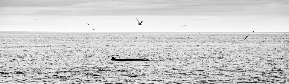 Husavik Islande baleine