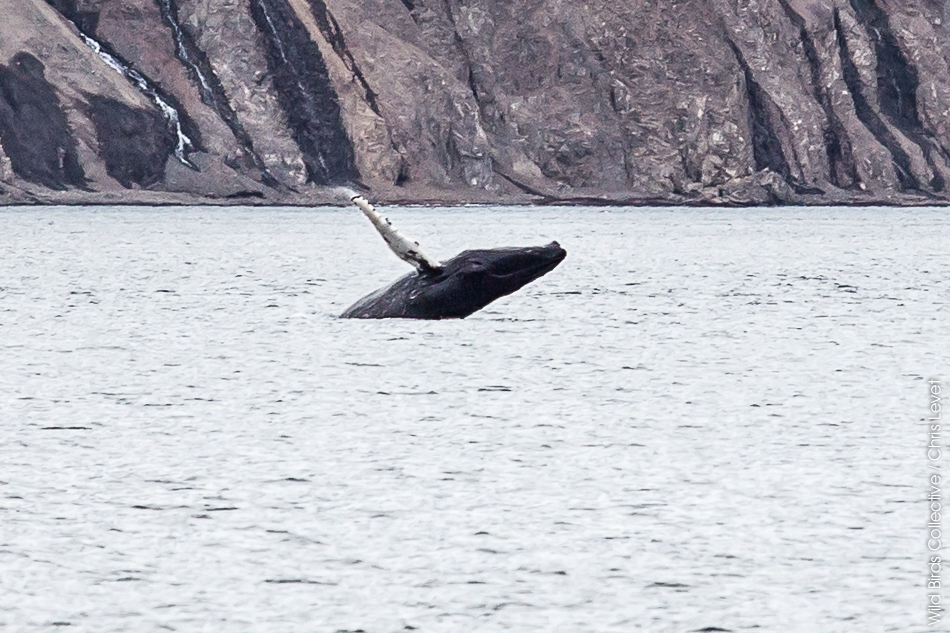 Husavik Islande baleine