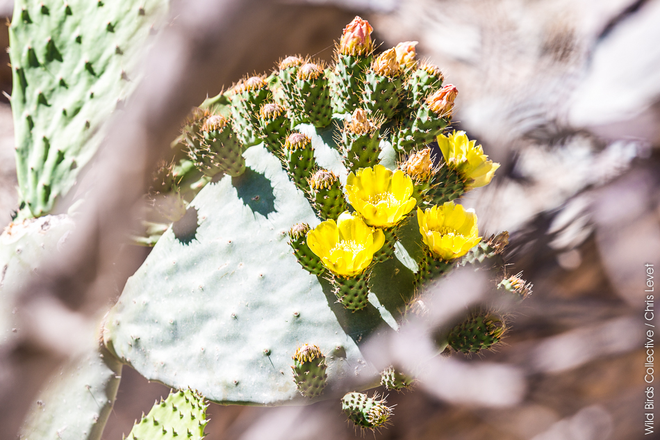 Cactus au Maroc