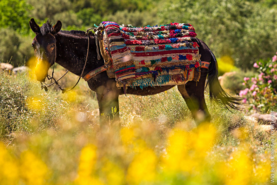 Mules au Maroc