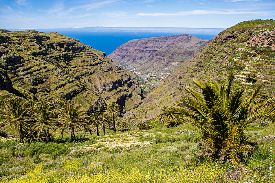 Iles Canaries 19 Choses Faire La Gomera Wild Birds Collective