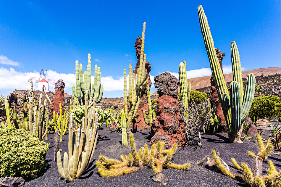 Jardin des cactus de Lanzarote