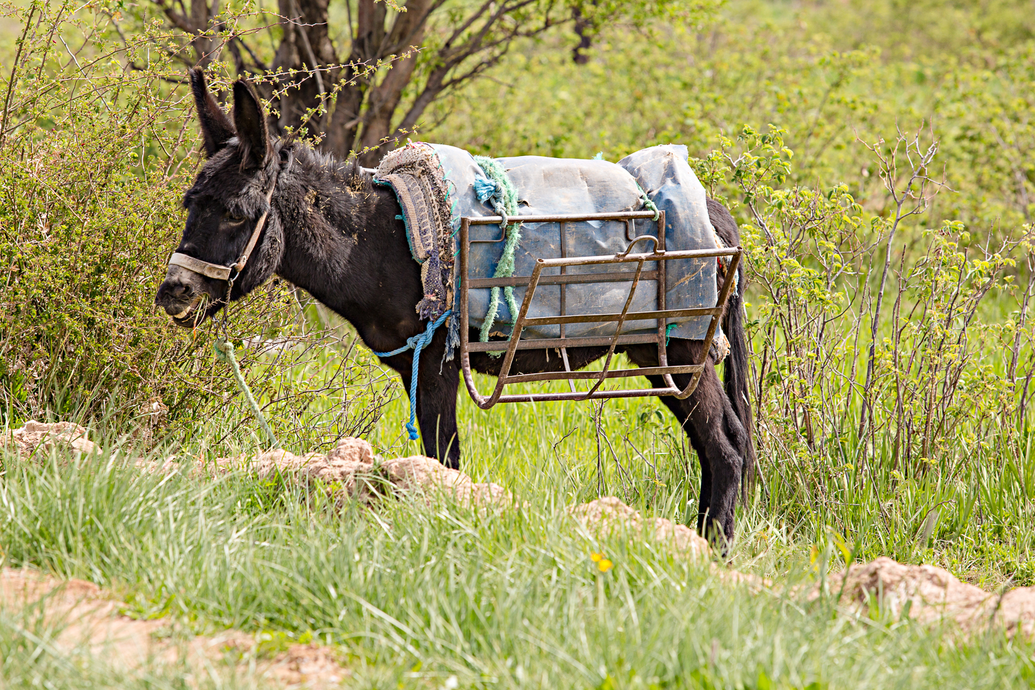 Mule au Maroc