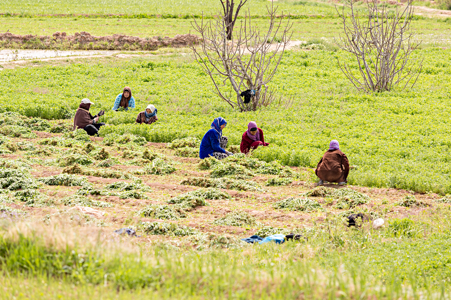 Femmes travaillant dans les champs au Maroc