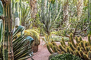 Cactus Jardin Majorelle Marrakech