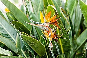 Bec de perroquets, plantes tropicales à Malaga