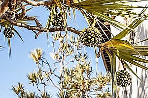 Fruits, Icod de los Vinos, Tenerife