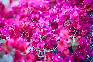 Bougainvillier à Fornalutx