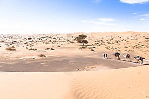 Caravane de dromadaires en Mauritanie