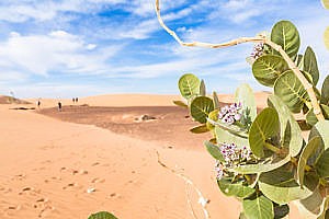 Pommier de Sodome en Mauritanie