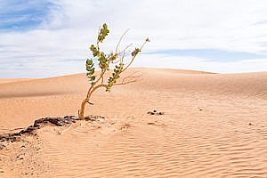 Pommier de Sodome en Mauritanie