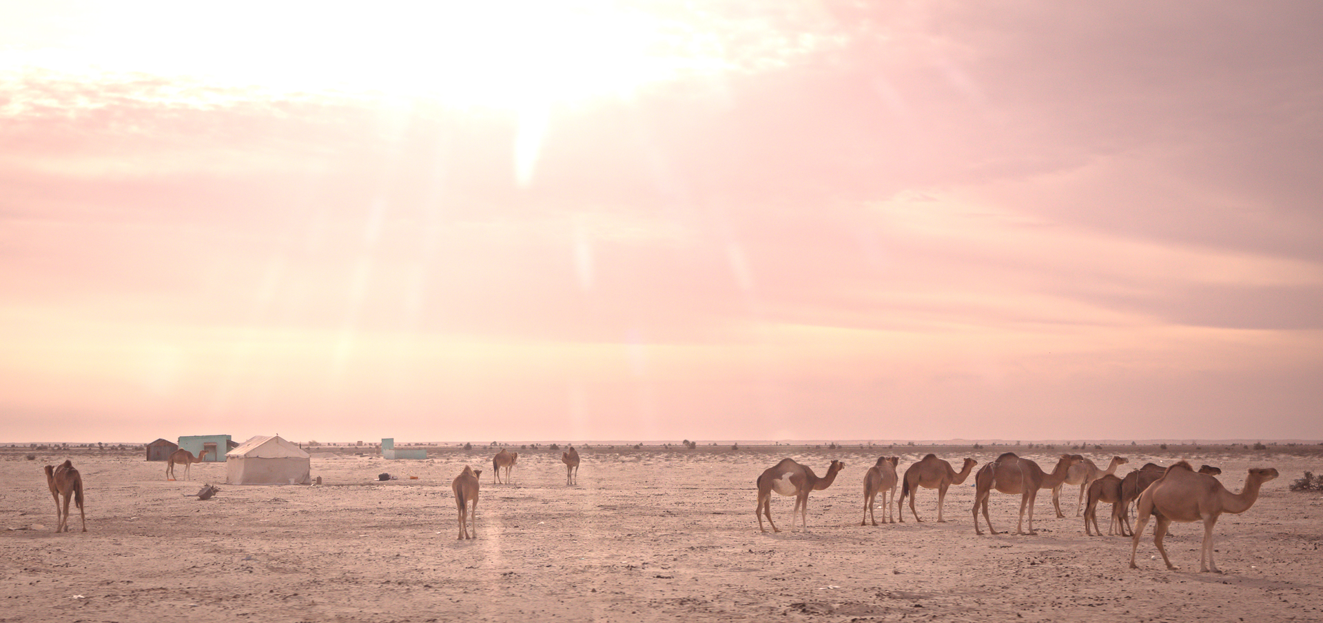 Dromadaires Nouakchott Atar Mauritanie