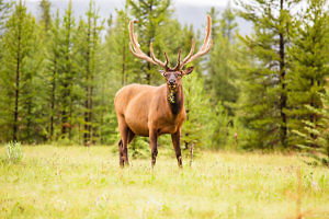 Wapiti Bow Valley Banff Alberta Canada