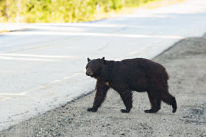 Black bear Whistler Canada