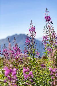 Randonnées autour de Grenoble dans les Alpes