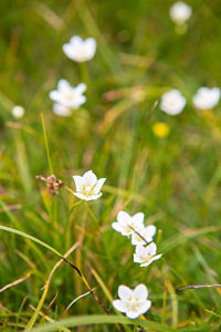 Fleurs blanches plateau lac Fourchu