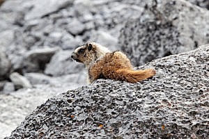 Marmotte parc national de Banff Canada ouest