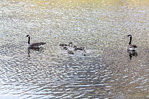 Oies lacs Vermilion parc national de Banff