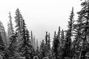 Sapins parc national de Banff Canada