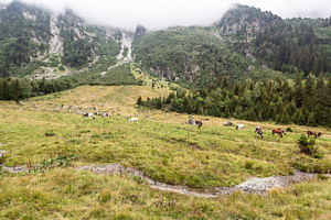 Chevaux près du lac du Poursollet