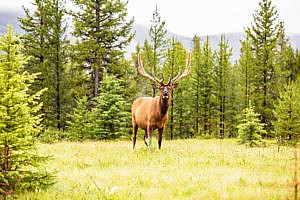 Wapiti parc national de Banff Canada ouest