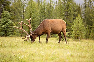 Wapiti Bow Valley parc national de Banff