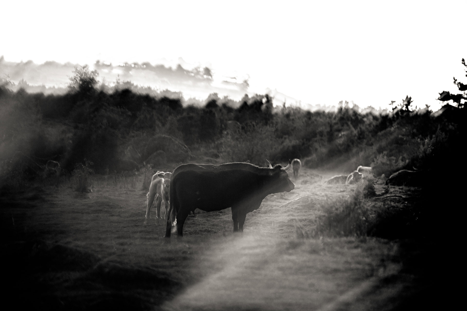 Vaches Salers en Auvergne