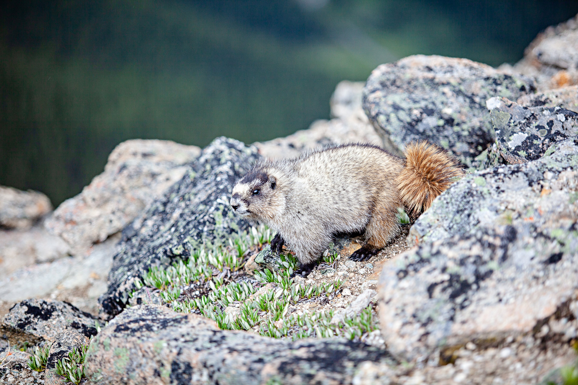Marmotte Jasper Alberta Canada