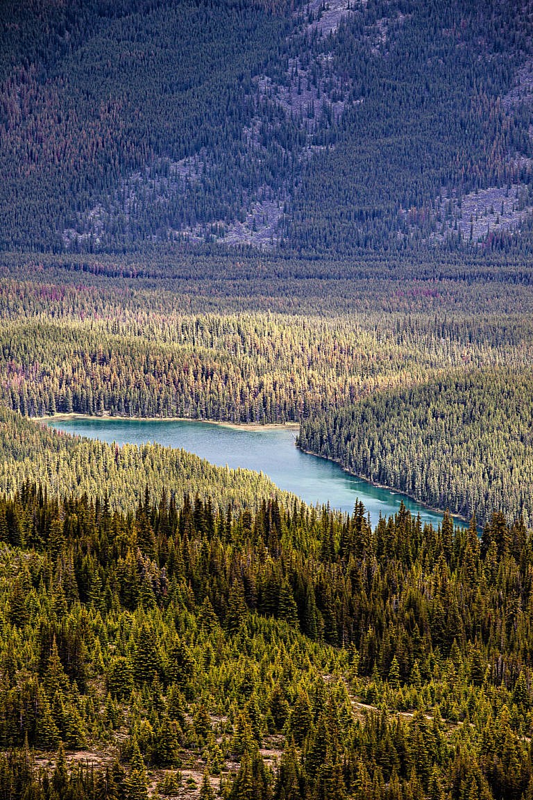 canadajaspermonalakeblogvoyagewildbirdscollective36 Wild Birds