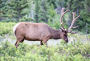 wapiti Japser Alberta Canada Ouest