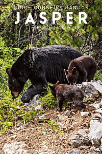 Ours noirs Maligne Lake Road Jasper