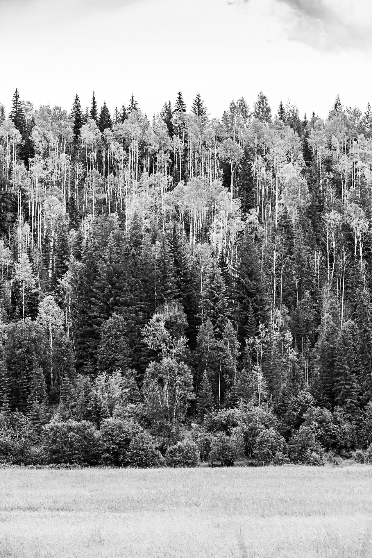 Forêt Wells Grey Colombie-Britannique Canada