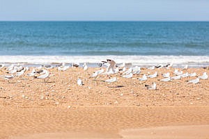 Trek au Maroc Agadir Essaouira oiseaux
